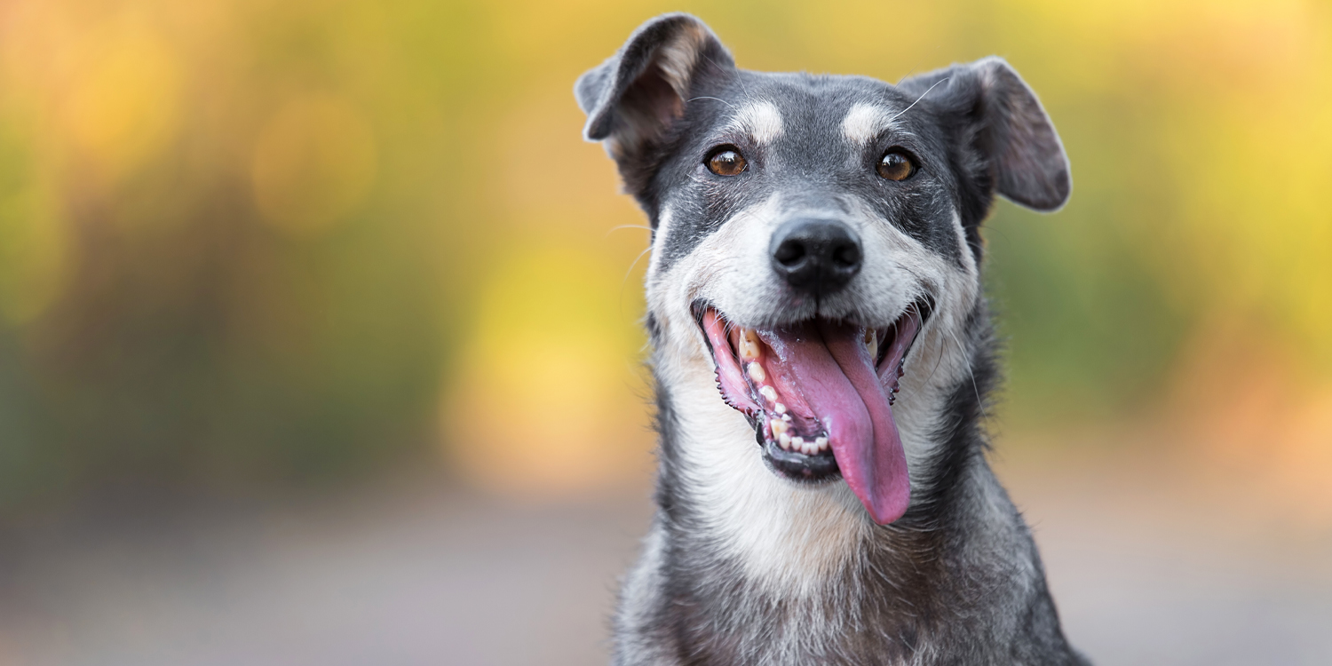 Köpekler belirli olumsuz insan yüz ifadelerini ayırt edebilir, beyin taramaları gösteriyor