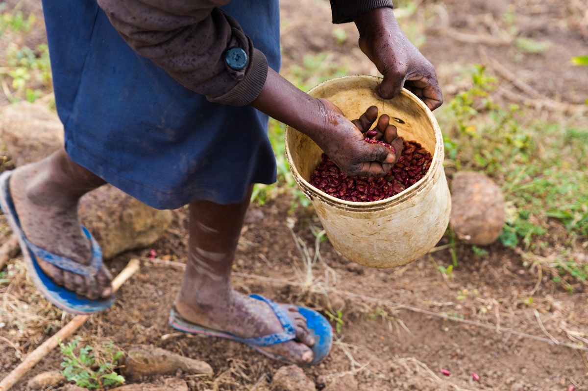 Afrika'da Tütün Üretimi Artıyor: Küresel Trendin Aksine Sağlık ve Çevre Endişeleri Yükseliyor