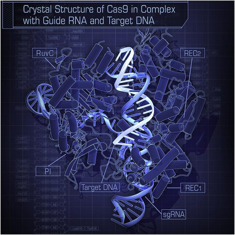 Cas9 endonükleaz enziminin kılavuz RNA ve hedef DNA sarmalıyla oluşturduğu 3 boyutlu kristalografik bağlanma kompleksi