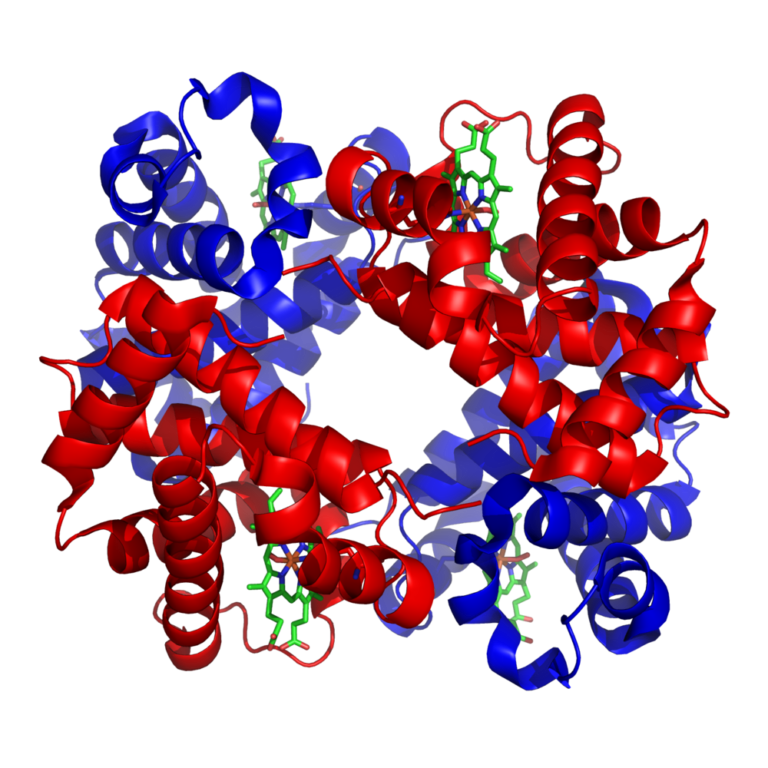 İki alfa ve iki beta globin zincirinin dört hem grubunu çevrelediği kuaterner hemoglobin mimarisi
