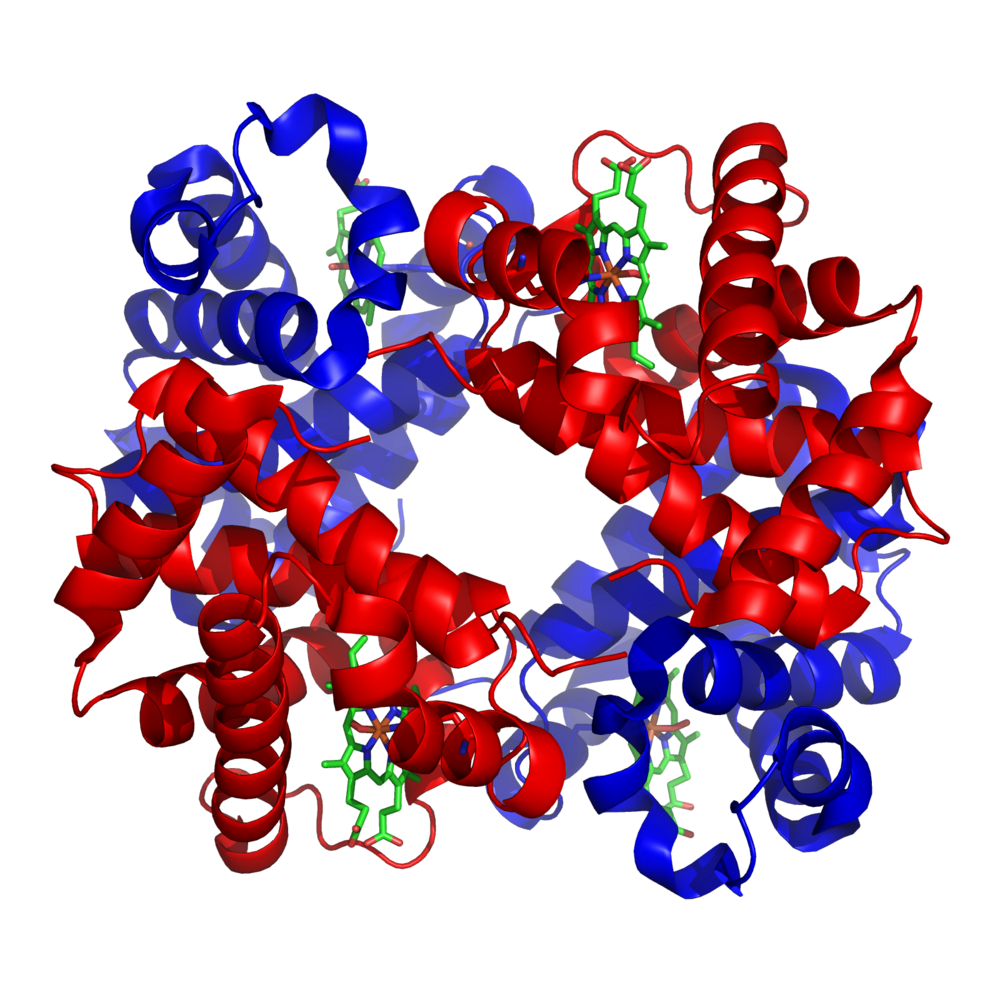 İki alfa ve iki beta globin zincirinin dört hem grubunu çevrelediği kuaterner hemoglobin mimarisi