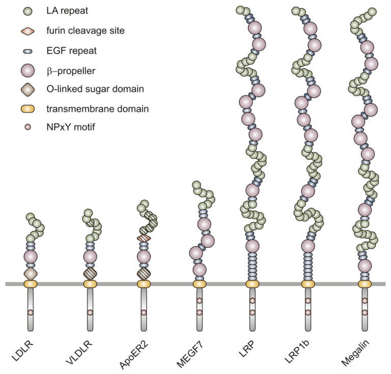 Apolipoprotein B taşıyan LDL parçacıklarını kandan temizleyen LDL reseptörü protein domain yapısı