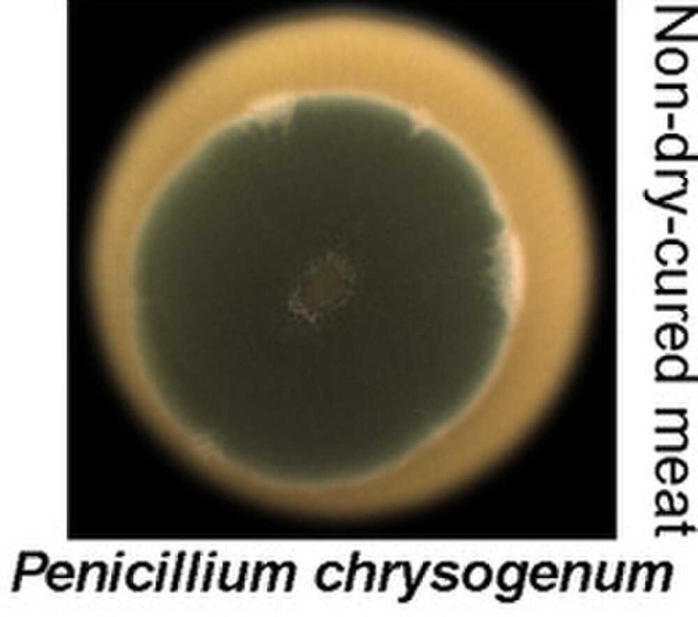 Doğal olarak penisilin antibiyotiği salgılayarak bakteriyel kolonileşmeyi durduran Penicillium chrysogenum mantar kültürü