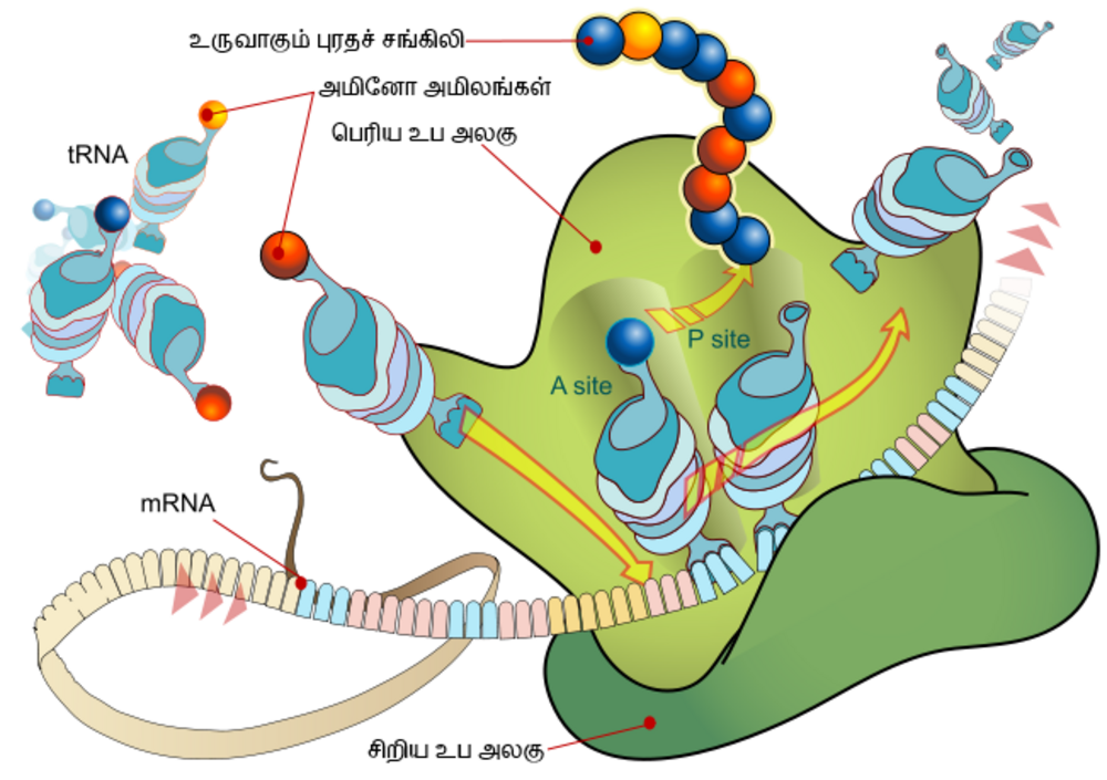 Hücre sitoplazmasında mRNA şifresini okuyarak amino asit zincirini sentezleyen ribozom translasyon kompleksi