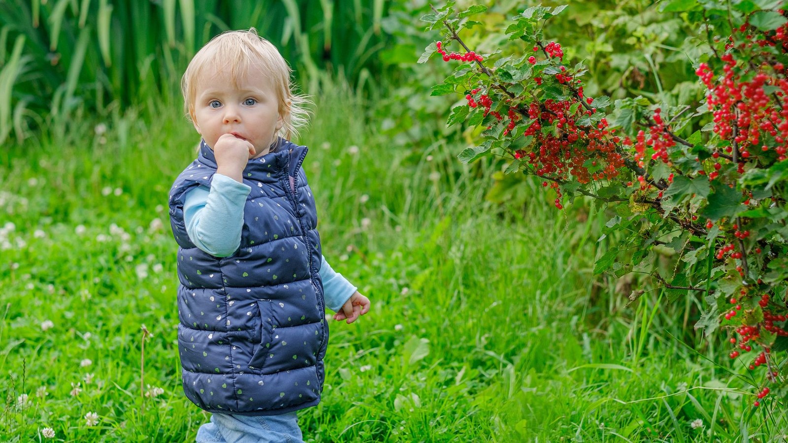 A blond haired child stands in a garden eating berries.