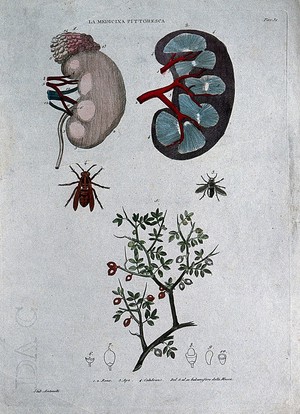 Anatomy, medicine and botany; top, kidneys; centre left, bee; centre right, hornet; bottom, Mecca balsam (Commiphora opobalsamum). Coloured engraving, 1834-1837. - Wellcome Tıp Tarihi Kütüphanesi
