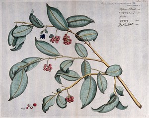 Guatteria sempervirens DC.: branch with flowers and fruit and sections of fruit and seed. Coloured line engraving. - Wellcome Tıp Tarihi Kütüphanesi