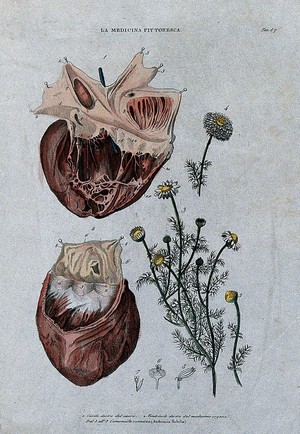 Anatomy and botany: left, human heart; right, Roman camomile flowers. Coloured engraving, 1834-1837. - Wellcome Tıp Tarihi Kütüphanesi