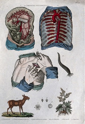 Anatomy and botany: top left, aorta; top right, chest artery; centre left, ligature of the subclavian artery; centre right, a leech; bottom left, musk deer; bottom right, rhubarb. Coloured engraving, - Wellcome Tıp Tarihi Kütüphanesi