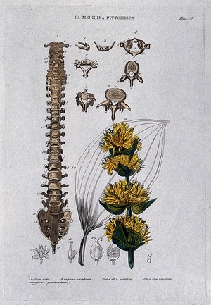Anatomy and botany; top, hyoid bone and vertebrae; left, vertebral column; right, gentian. Coloured engraving, 1834-1837. - Wellcome Tıp Tarihi Kütüphanesi