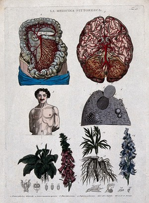 Anatomy and botany: top left, arteries in thorax and abdomen; top right, superior section of the brain; centre left, lateral distortion owing to chronic pleurisy; centre right, part of the lung; botto - Wellcome Tıp Tarihi Kütüphanesi