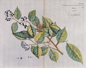A plant (Sondaria cranganoorensis Denn.) Coloured line engraving. - Wellcome Tıp Tarihi Kütüphanesi