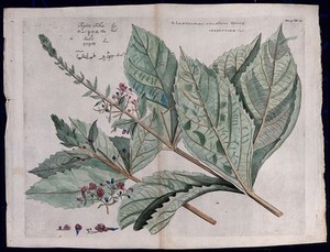 Glory Bower (Clerodendron serratum Spreng.): two flowering shoots, infloresence and sections of flower, seed and fruit. Coloured line engraving. - Wellcome Tıp Tarihi Kütüphanesi