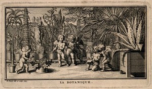 Putti study the plants in a botanical garden; representing botany. Etching by B. Picart, 1729, after himself. - Wellcome Tıp Tarihi Kütüphanesi