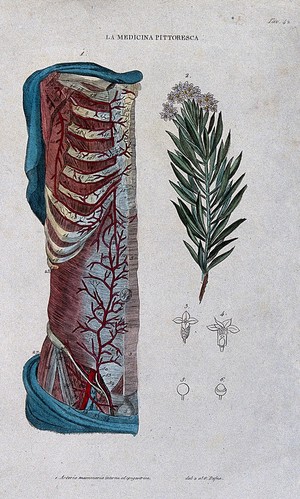 Anatomy and botany; left, half section of human thorax showing arteries and ribs; right, laurel Coloured engraving, 1834-1837. - Wellcome Tıp Tarihi Kütüphanesi