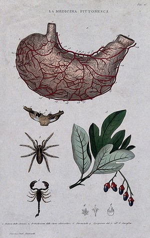 Anatomy, medicine and botany; top to bottom, arteries of the stomach, sternum, tarantula, scorpion; bottom right, sassafras. Coloured engraving, 1834-1837. - Wellcome Tıp Tarihi Kütüphanesi