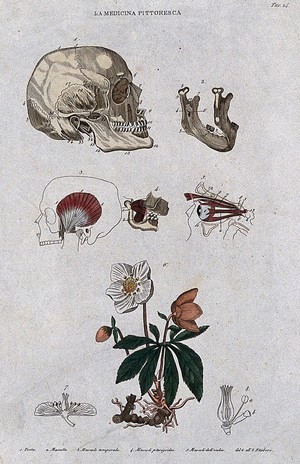 Anatomy and botany: top, skull, jawbone, and muscles of head; bottom, hellebore plant. Coloured engraving, 1834-1837. - Wellcome Tıp Tarihi Kütüphanesi