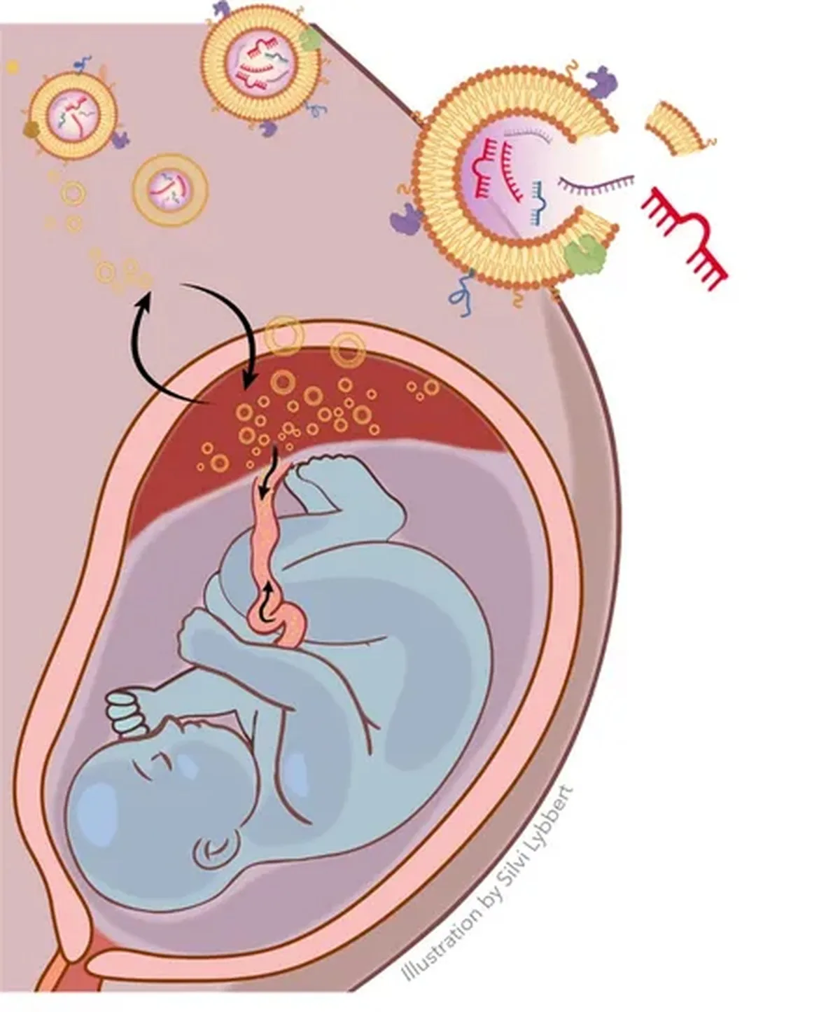 Maternal Blood May Hold Clues to Fetal Oxygen Levels
