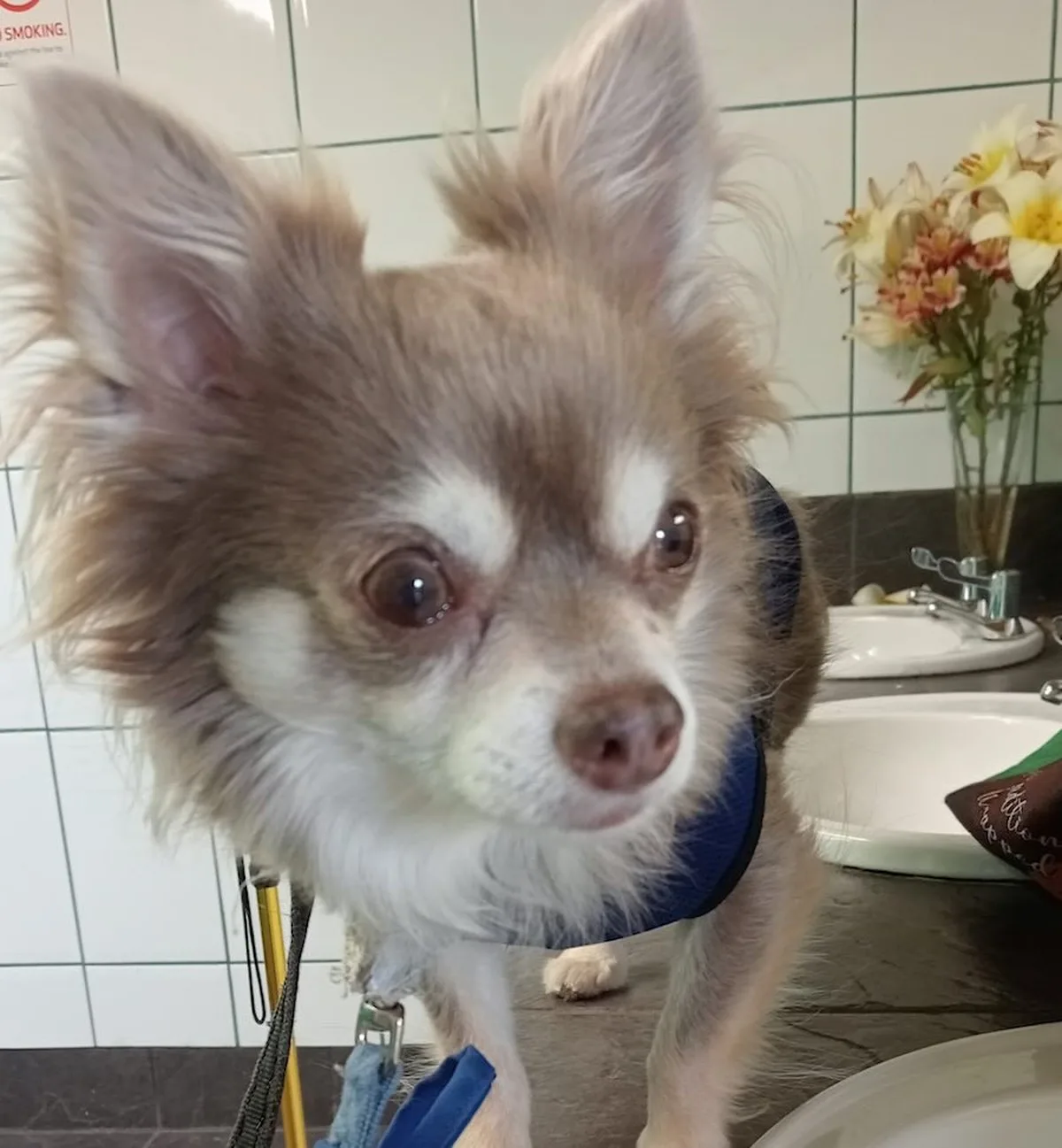 Köpeğin Sürüklediği Sahibi Meme Kanseri Tespit Etti: "Kokladığım Şeyi Bulana kadar Pazı Bırakmayacak