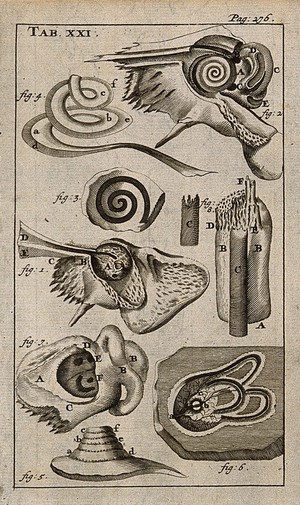 1686'da Bakır Gravyür Üzerinde Kulak Anatomisi: Bilimin İnce Çizgisi