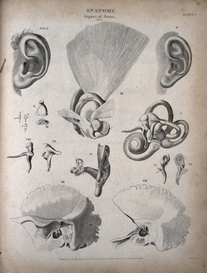 İşitme Organının On Üç Figürlü Anatomisi: T. Milton'un 1808 Bakır Gravyürü
