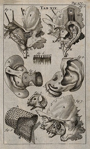 1686'dan Kulak Anatomisine Bir Bakış: Bakır Gravin'in Şifa Arayışı