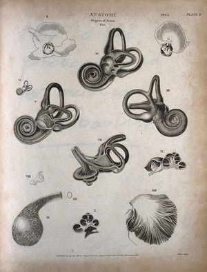 1808'den Bir İç Kulak Anatomisi: T. Milton'un Bakır Gravyüründe Şifa ve Bilimin Buluşması