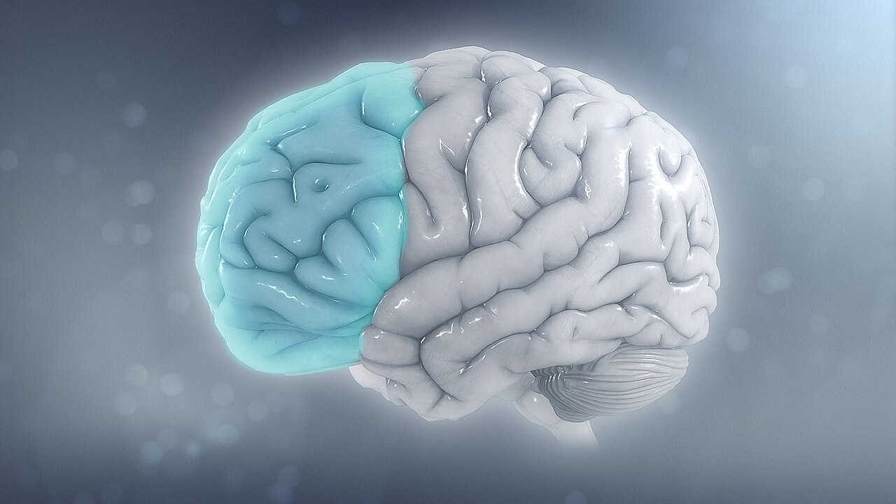 The left prefrontal cortex, shown here in blue, is often affected in ADHD.